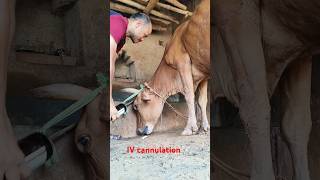 quickest and easiest intravenous injection in jugular veinanimal shortviral cow [upl. by Yalonda]