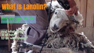 Lanolin How Its Made Whats It Used For amp OverallWhat Is It [upl. by Anaehr931]