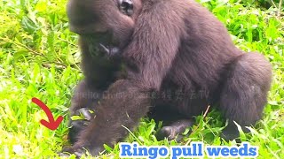 林戈除草中😆🤣Silverback gorilla family interactionsDjeeco FamilyTayariJabaliIrikiRingo [upl. by Labotsirc647]