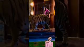 Tiger coming🥵short shortvideo viralvideo [upl. by Heid141]