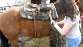 How to western saddle your horse [upl. by Enyar792]