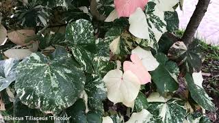 Hibiscus Tiliaceus Tricolor  Ornamental Shrubs amp Trees  🇵🇦 Panama [upl. by Aleece]