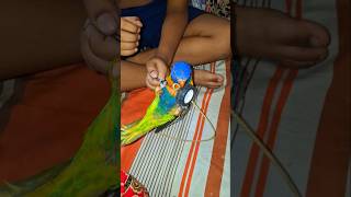 Rainbow lorikeet playing with my son birds lorikeetparrot shortvideo shorts rainbowlorikeet [upl. by Gebler]