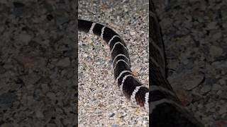 Common Krait snakeyoutubeshorts snake mostvenomousnskaes [upl. by Aicelf]