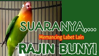 Burung Lovebird Memanggil Disertai Ngekek Suaranya Bisa Memancing Labet Lain Rajin Bunyi [upl. by Halivah]