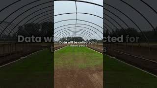 2024 TWCA Perennial Ryegrass Rainout Shelter [upl. by Largent824]