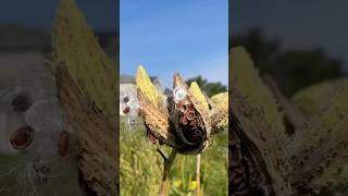 Milkweed Harvesting Tutorial milkweed nativeplants monarchbutterfly [upl. by Thurstan]