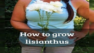 How to grow lisianthus from seed [upl. by Ericka845]