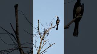 PIED HORNBILL BIRD [upl. by Daus]