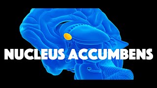 Nucleus Accumbens [upl. by Asli]