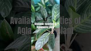 Available varieties of Aglaonema plant plantlover shortsfeed shortvideo aglonema [upl. by Johppah]