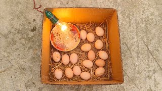 Incubadora Casera para huevos de gallina  Nacimiento de los pollos en la Incubadoracasera [upl. by Torras941]