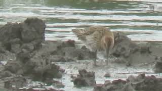 240906 RSPB Saltholme highlights [upl. by Annaj353]