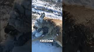 Frozen Deer Needs Help 😱🦌animals wildlife deer [upl. by Hutson302]