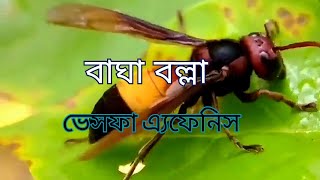 বাঘা বল্লা বা আইরা বল্লা 🐝Bagha Balla or Aira Ballaanbangla2 [upl. by Notneuq782]