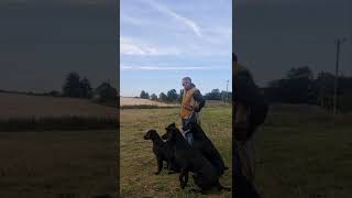 Gundog Training Labrador Retriever Dog training Picking up British Labs [upl. by Libbey651]