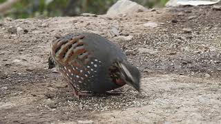 birds naturephotography birdphotography birdslover wildlife rufous throated partridge [upl. by Hotze]