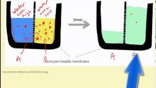 Passive Transport Mechanisms [upl. by Keese]