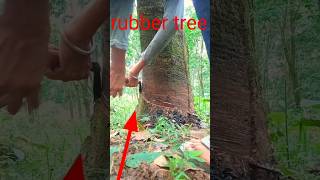 how is rubber made from trees rubber2024 shorts 2024 shortsfeed MrMithun00 😯😯😯😯 [upl. by Eyeleen]