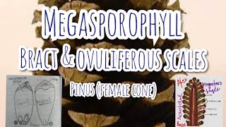 Megasporophylls of Pinus cone  Bract and Ovuliferous scales Gymnosperms [upl. by Nairoc605]