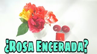 Como preservar rosas para siempreComo hacer rosa encantada [upl. by Gusba]