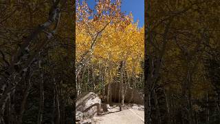 Aspens along Alberta Falls Trail [upl. by Eryt]