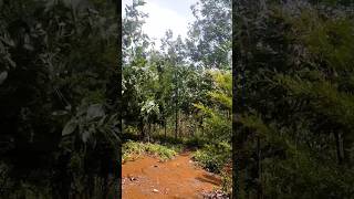 Grande Eco Park and Mountain Resort surigaodelnorte ytshorts [upl. by Riley]