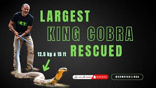 Largest king cobra rescued [upl. by Cyrano246]