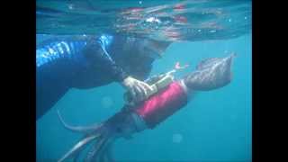 Humboldt squid flicker and flash [upl. by Beore658]