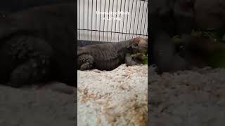 Uromastyx makan mukbang dhab kadalgurun reptiles hewanpeliharaan hewanunik hewanlucu [upl. by Nhepets]