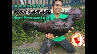 Ayam Bekisar Juara Nasional si KOPI LANANG [upl. by Lledraw]