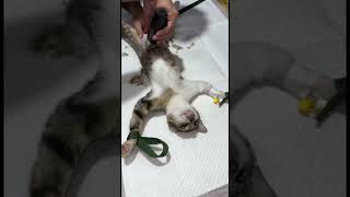 how to spaying cat [upl. by Fennie]