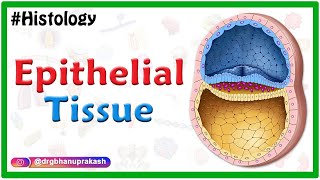 Epithelial tissue  Squamous cuboidal columnar Simple stratified pseudostratified transitional [upl. by Merrielle]