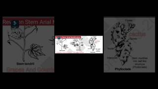 Arial Stem Modification  Revison Botany  Small Step revisions  Thorn  Phylloclade [upl. by Esikram472]