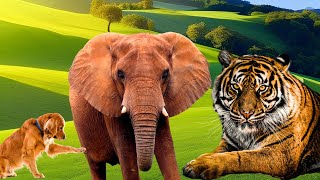 Animal Cute Moments  Tiger Elephant Giraffe Swan Flamingo Peacock Sheep Deer Cows p12 [upl. by Nosrej]