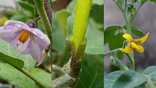 Grafting Tomato on eggplant  Vegetable grafting  Grafting plants [upl. by Bradstreet]