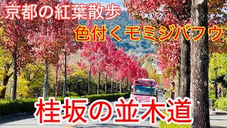 2024年11月12日 京都の紅葉🍁散歩 真っ赤に色付く京都桂坂の並木道を歩く Walking along KatsurazakaKyoto 【4K】 [upl. by Anaitat119]