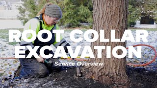 Root Collar Excavation Service Overview I Russell Tree Experts [upl. by Cherlyn]