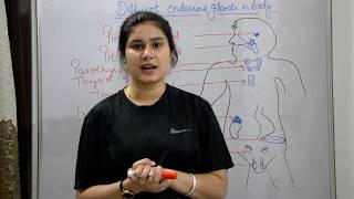 Endocrine system anatomy amp physiology in hindi  glands  functions  locations  structure [upl. by Melisande196]