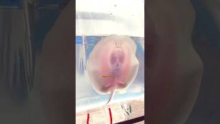 Buy Cute Stingray Aquarium ❤️ stingray pushpa pushparaj aquarium viral trending pets fish [upl. by Siloam]