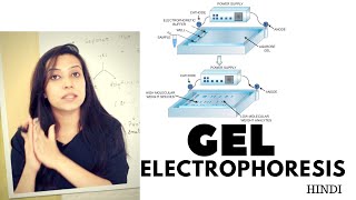 Gel Electrophoresis  Agarose Gel Electrophoresis Lab Procedure [upl. by Royo]