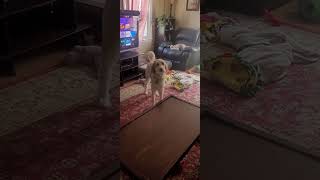 Labradoodle or dog easy potty training [upl. by Stucker894]