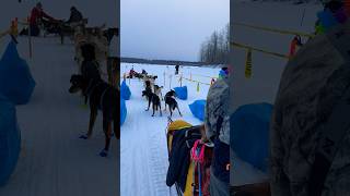 Iditarod  Alaska 2024 shorts [upl. by Meelak259]