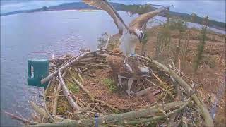 02 April  LJ2 and the unringed female  Brenig©DwrCymruWelshWater RSPB [upl. by Caine]