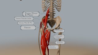 Understanding Hip Flexion Anatomy Muscles and Range of Motion [upl. by Eelasor]