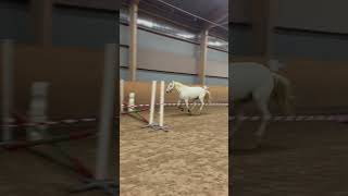 christmas horse equestrian 2024 2024 häst riding jumping horseriding automobile dressage [upl. by Aynekat917]