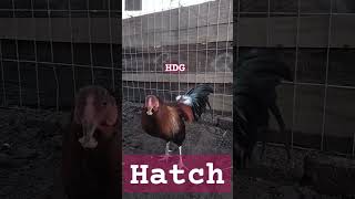 Hatch retinto [upl. by Lorrimer]