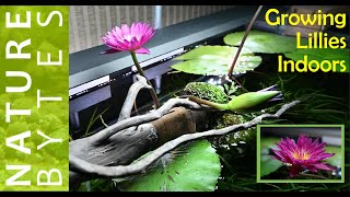 How to grow Water Lily in Aquarium Growing Water Lily Indoor Bulls Eye Lily Albert Greenberg Lily [upl. by Jerri]