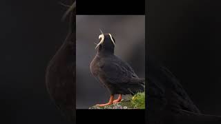 Photographing Tufted Puffins in wild Alaska wildlife nature birdphotography puffins [upl. by Ashmead]