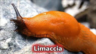 Enorme Lumaca Rossa Senza Guscio  Limaccia Arion Rufus   Animali in Sardegna [upl. by Witty]